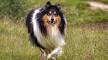 Collie Types - Pets