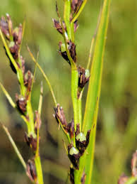 Image result for Scleria lacustris