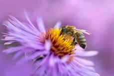 Beekeeping Basics: Fall planting for Spring Forage