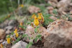 Image result for Zornia pratensis