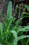 Image result for Chlorophytum calyptrocarpum
