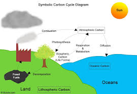 Carbon Cycle Diagram And Explanation Wiring Diagrams