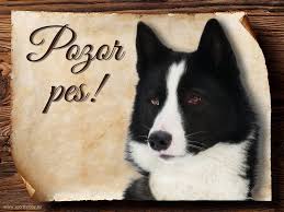 Image result for karelský medvědí pes