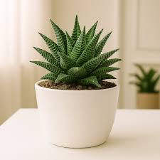 Image result for Haworthia limifolia