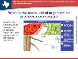 These are organelles pertinent to plant cells. What Is The Basic Unit Of Organization In Plants And Animals Ppt Video Online Download