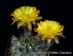 Image result for Canthium glaucum