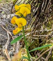 Image result for Crotalaria onobrychis