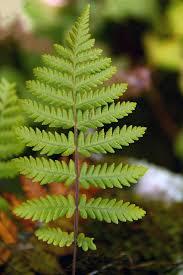 Image result for Arthropteris