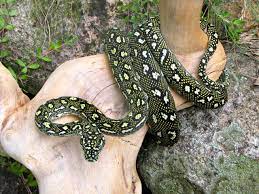 Diamond Jungle Carpet Pythons Beautiful Snakes Snake Lovers Reptile Snakes