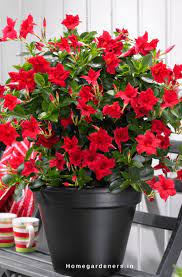 Rock Trumpet Plant How To Care Mandevilla Vine Plant In Your Home And Garden Mandevilla Vine Red Plants Plants