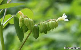 Image result for Oxalis barrelieri