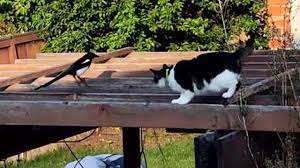 Stage four prostate cancer is terminal, but i hope to be around for a while yet. Magpie Taunts Cat In Hilarious Ultimate Outdoor Standoff Youtube