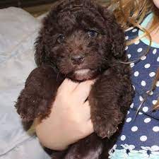 Standard Aussiedoodle Chocolate Puppy Puppies Aussiedoodle Puppies For Sale