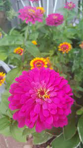 Pin On Love Zinnias