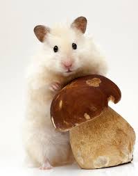 Can Hamsters Eat Mushrooms Are They Good Or Bad For Them Cute Hamsters Hamster Wild Hamsters