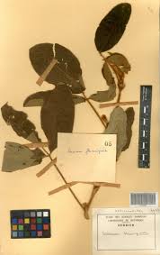 Image result for Eriosema flemingioides