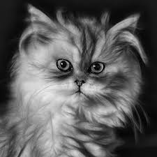 This video was very much needed because people who are keeping persian cats in india, should know. Bathing A Persian Cat Step By Step Guide 8 Steps