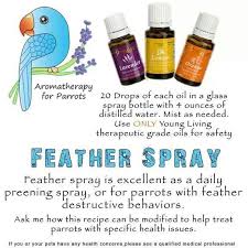 Pin On Parrot Care