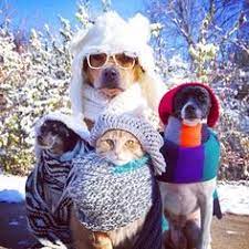 Please note that our los angeles we are currently offering remote adoptions in both los angeles and new york city. Spca Paarl Home Facebook