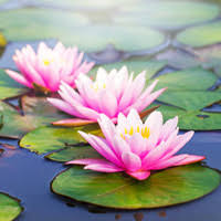 Kerry Lynn (Blaha) Krasovec Obituary