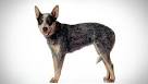 Herding dogs - List of all herding dog breeds - K9 ...