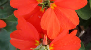 Image result for Crossandra greenstockii