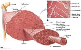 Pin On Histology