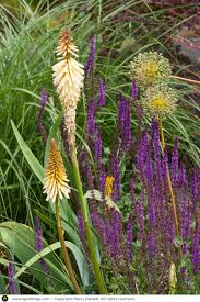 Image result for Kniphofia grantii