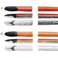 Image result for Crepidorhopalon schweinfurthii