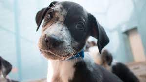 Maybe you would like to learn more about one of these? 20 Puppies From Southern Arizona Ranch Up For Adoption In Chandler