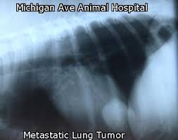 Metastases can occur in three ways Metastatic Lung Cancer In Cats