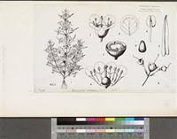 Image result for Afrobrunnichia erecta