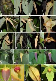 Image result for Monanthotaxis buchananii