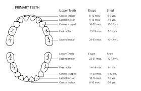 55 Particular Baby Teeth Chart With Letters