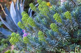 Image result for Euphorbia epicyparissias