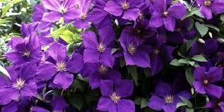 We did not find results for: Clematis Queen Of The Vines Piedmont Master Gardeners