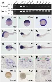 Frontiers Tubgcp3 Is Required For Retinal Progenitor Cell