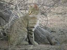Big cat rescue is part of the discovery channel's animalist.com network and revision 3 network. African Wild Cat Kgalagadi Youtube