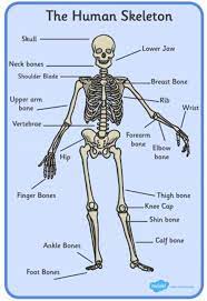 What Are Bones Bones In The Human Body Teaching Wiki