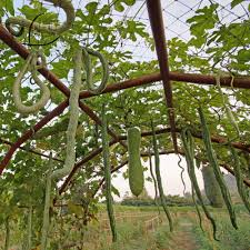 You can also place the gourds under a fan to speed up the drying process. Gourd Seeds Snake 1 Oz 840 Seeds Trichosanthes Cucumerina Farm Garden Vegetable Seeds Non Gmo Heirloom Open Pollinated Annual Walmart Com Walmart Com