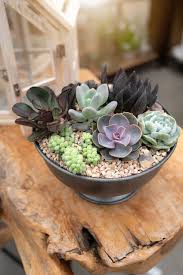 Pin On Succulent Ideas For Decor