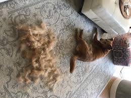 One tip would be to help either of these tools would be to mix a few ounces of fabric softener to a quart of water, shake up and then spray a mist on the affected pet fur area. 21 Things From Amazon For Anyone Who S Basically Always Covered In Pet Hair