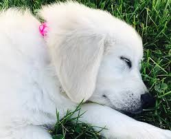 We believe it is important that the pups be handled often. English Cream Golden Retriever Puppies For Sale In Massachusetts