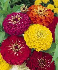 Pin On Gardening