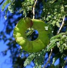 Image result for Pseudocalyx saccatus