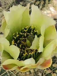 Image result for Faroa involucrata