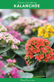 Kalanchoe Everything You Need To Know Including How To Say It Gardening Gardenchat Plants Succulents Planting Succulents