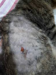 So if a cat gets a puncture wound from a tooth or a claw, the bacteria gets injected under the skin; Tiger S Abscesses Day 6 The Soft Mass Is Also An Abscess Animalcare