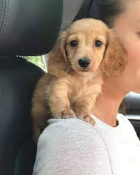 Awww so cute, Are you happy for him 🥺 ? Do you heart Paw? "My Heart Is  Held By The Paws Of A Dog" >> I think you will be proud to