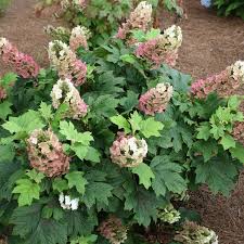 Image result for Hydrangea quercifolia
